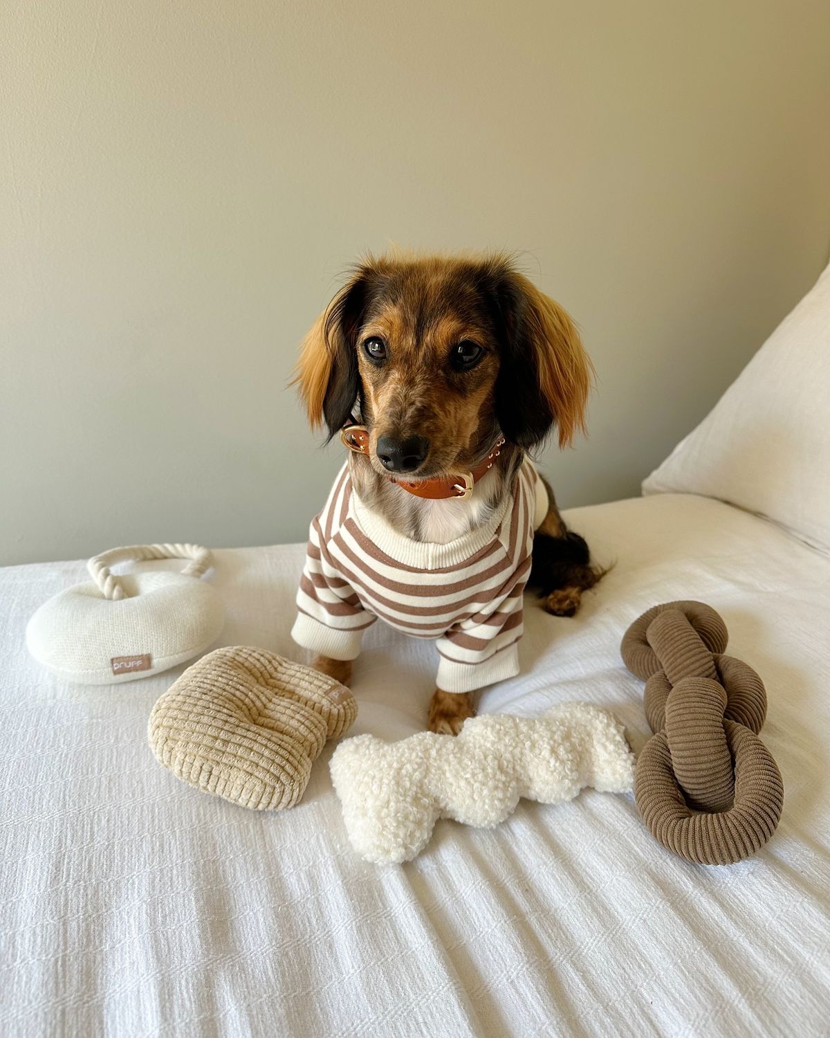 Dog resting comfortably on a soft pet bed