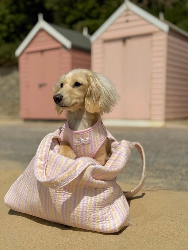 Dog resting comfortably in a warm home
