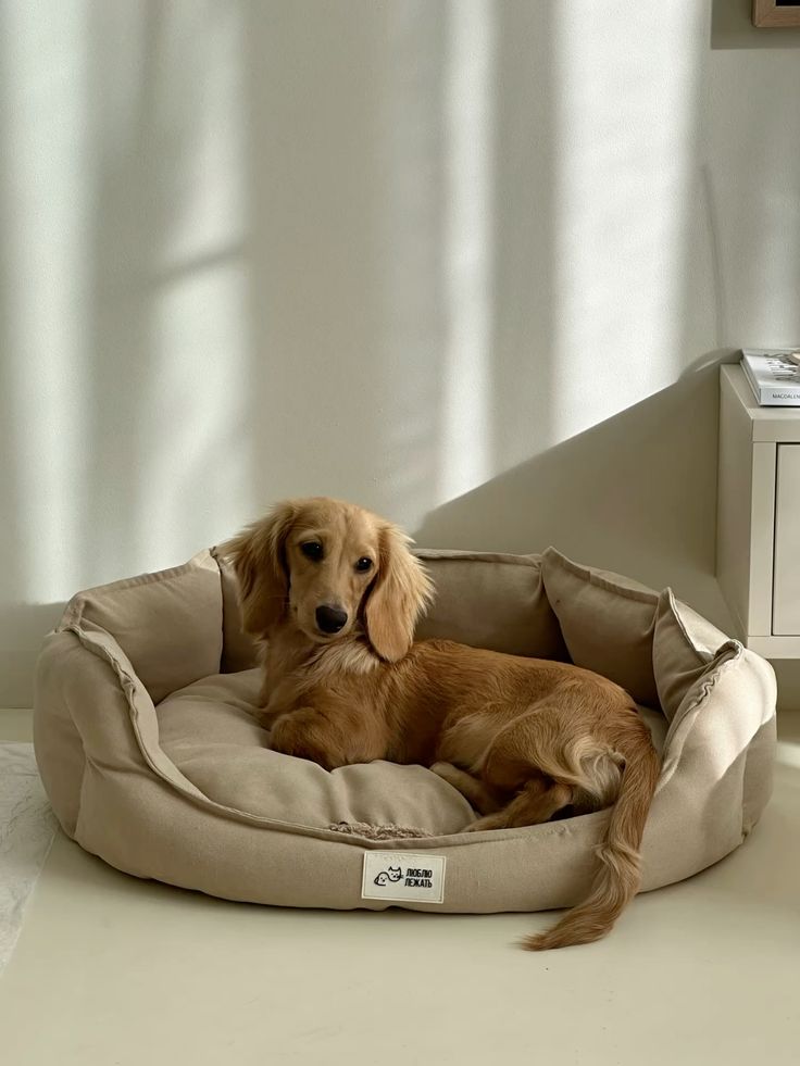 Dog resting comfortably on a soft pet bed