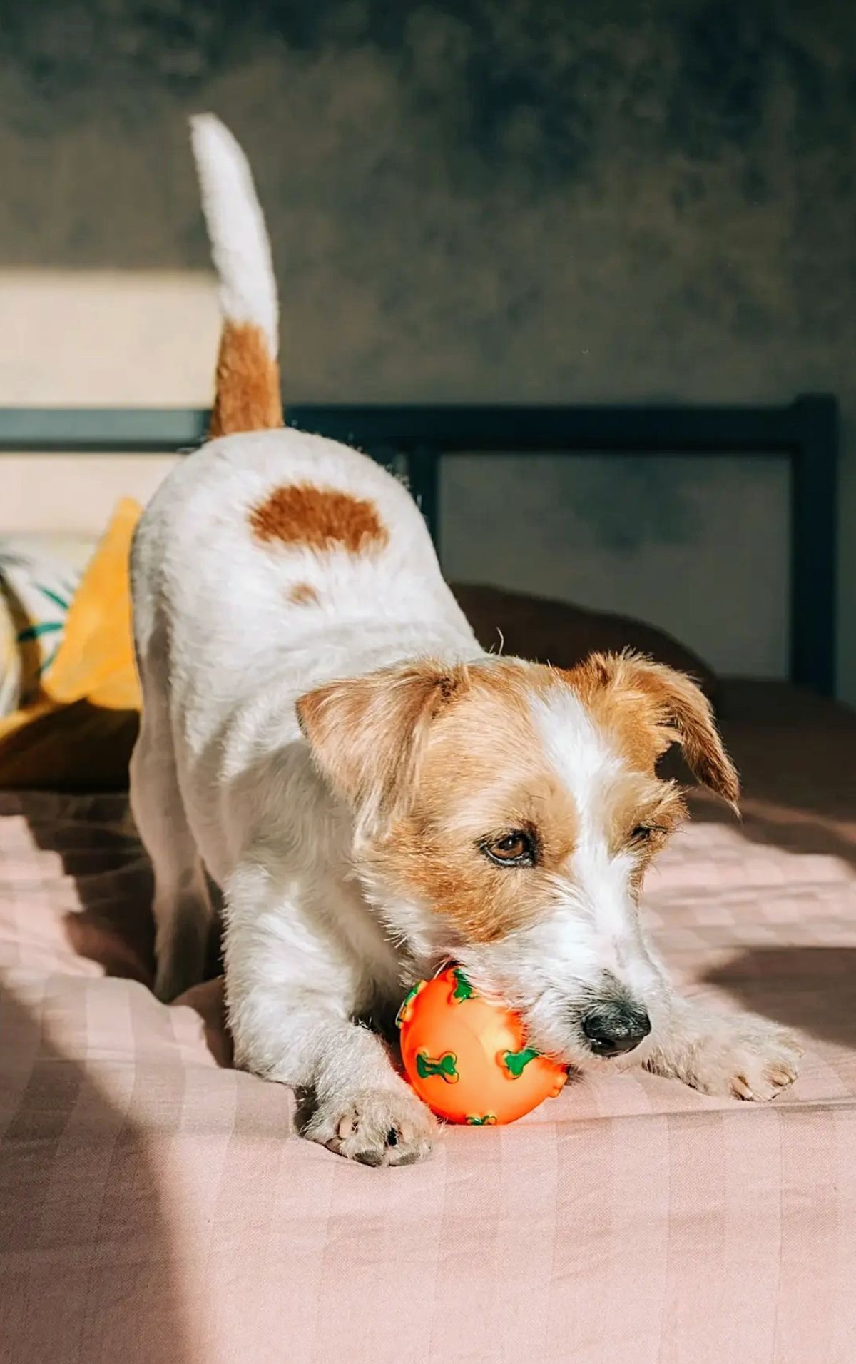 Pet and owner sharing a comfortable moment at home